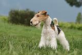 FOX TERRIER 674